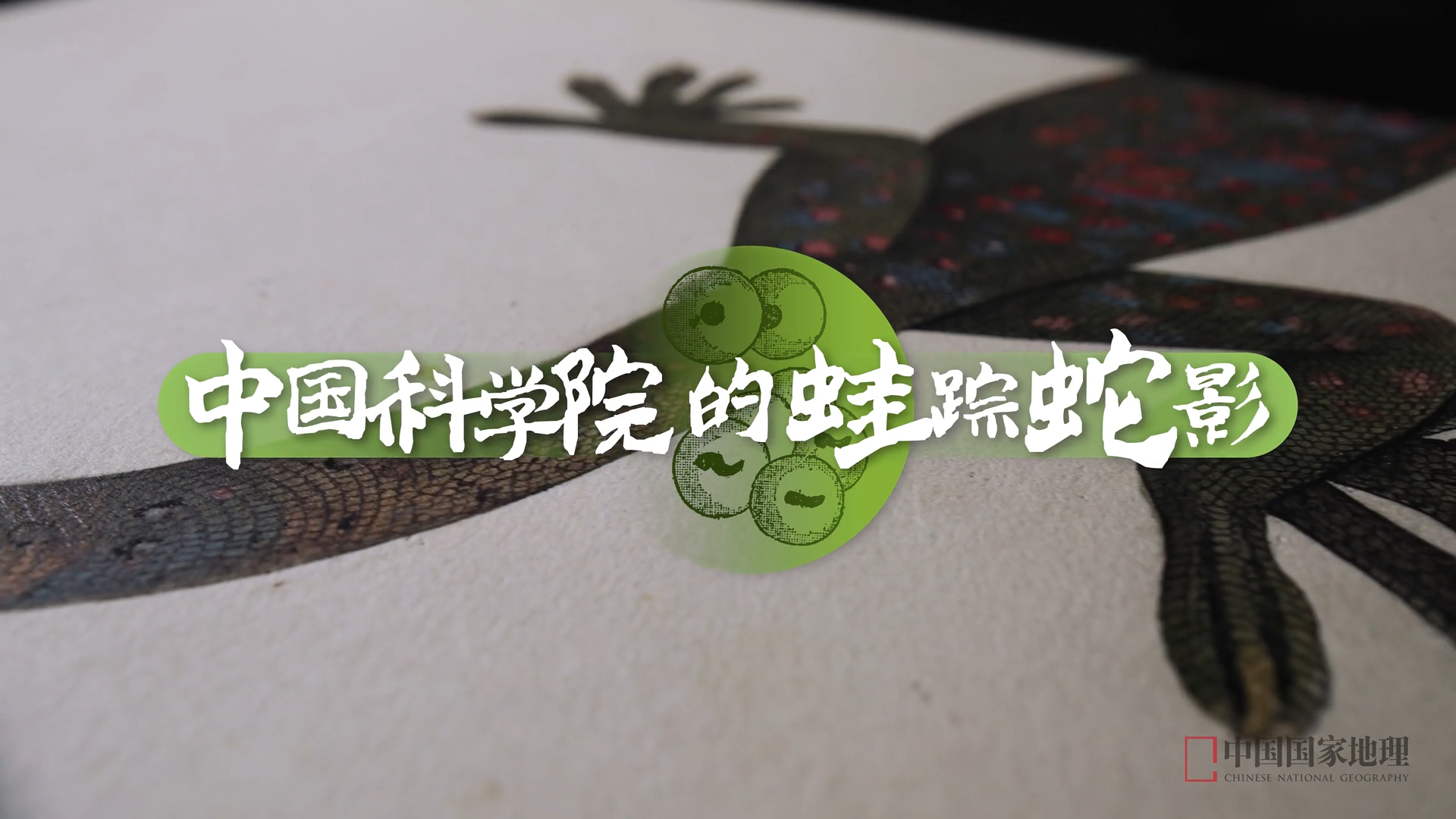 中国科学院的蛙踪蛇影