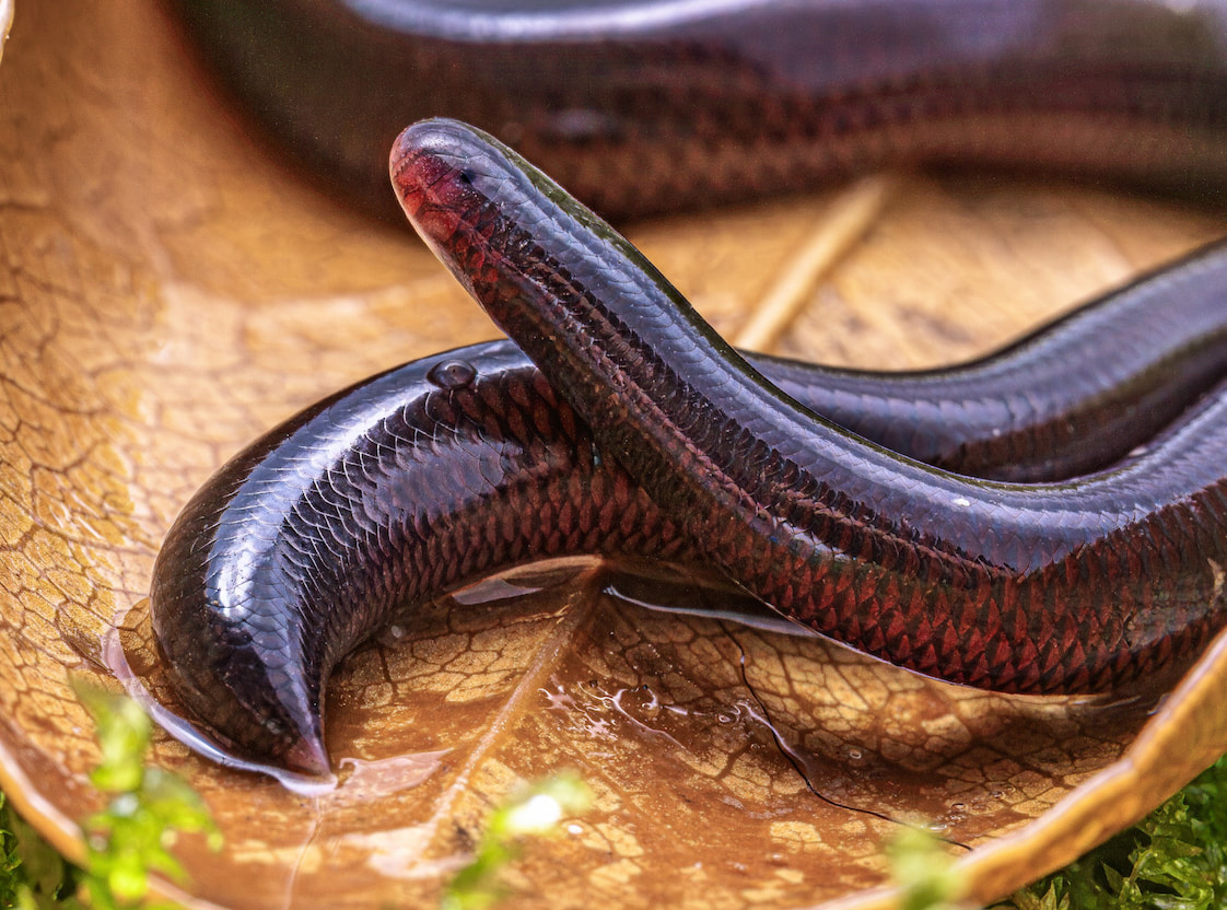 成都生物所李家堂团队首次破译钩盲蛇基因组，揭秘三倍体孤雌生殖进化之谜
